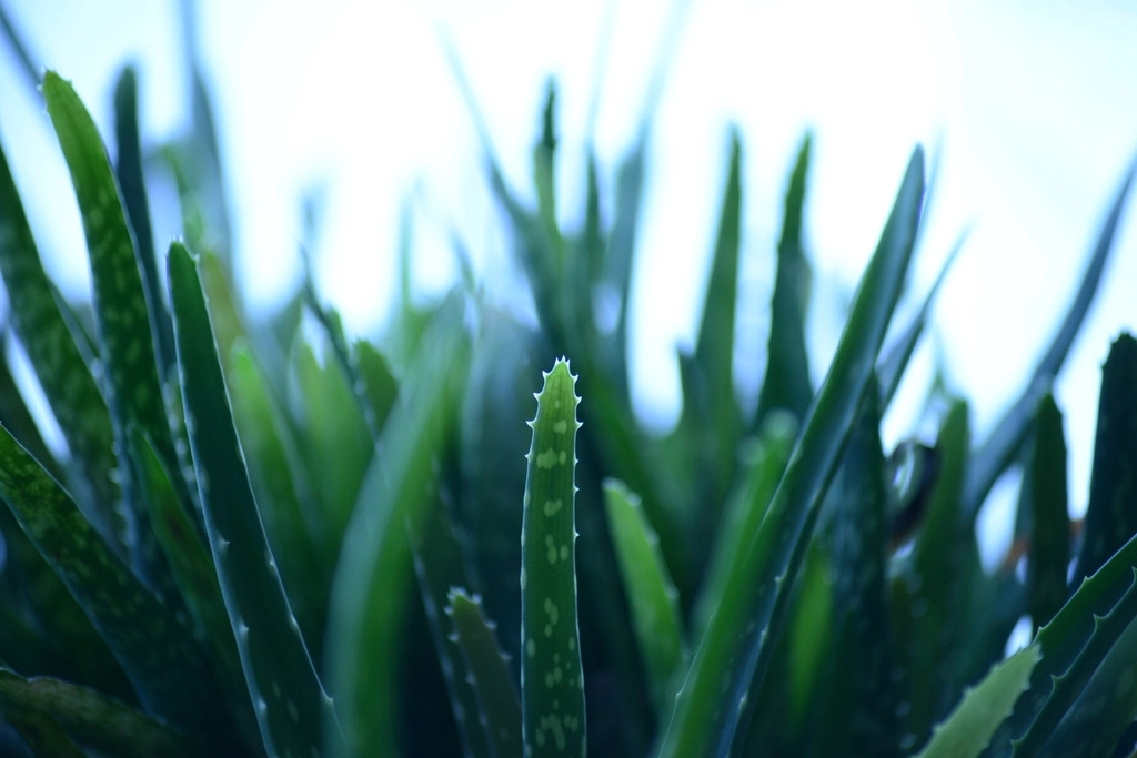 Fresh aloe vera plant, a soothing remedy for a sunburned scalp