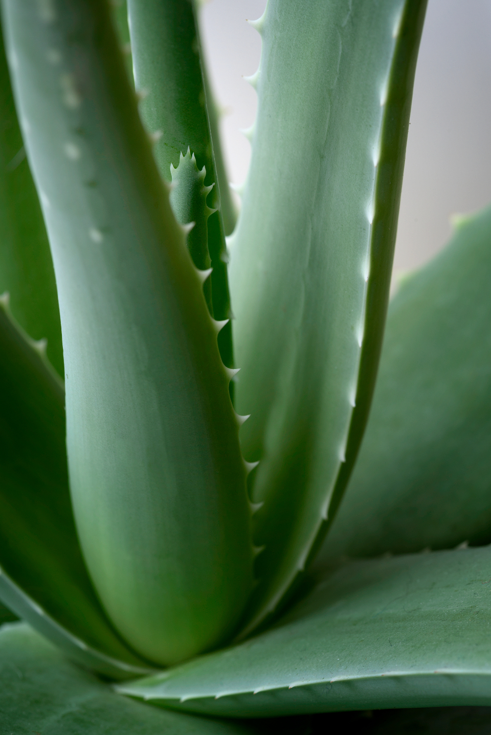Aloe vera plant, a natural remedy to calm redness and irritation after shaving
